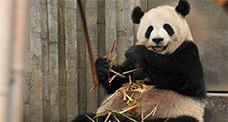 Giant Panda