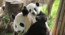 Wild Pandas