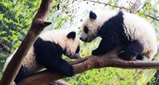 Wild Pandas