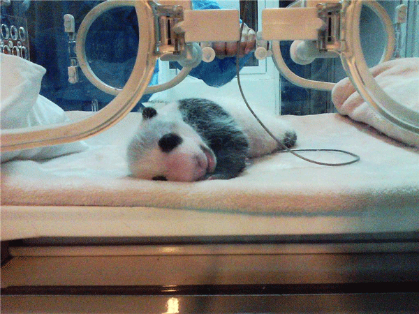 Oso panda recién nacido