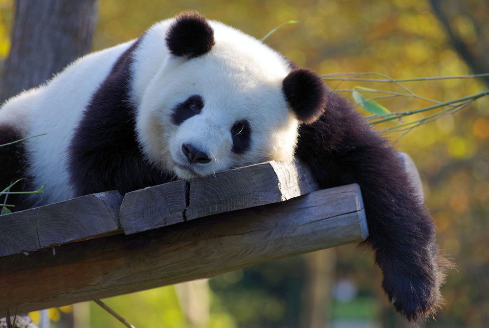 Oso panda