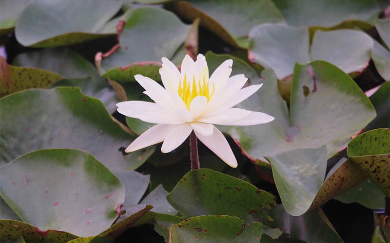 Flor de loto significado según países, colores, religiones