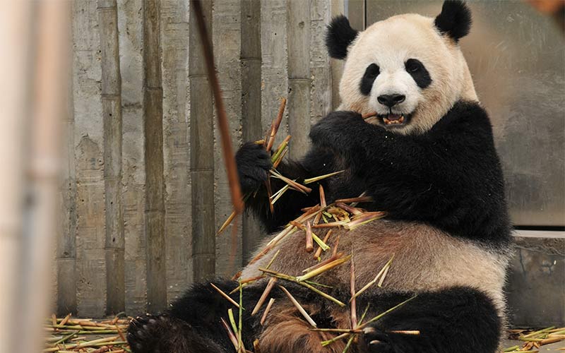 falda Halar de Características del Oso Panda