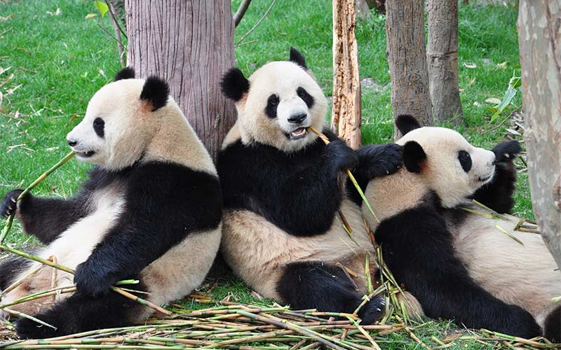 13 Datos Curiosos del Oso Panda