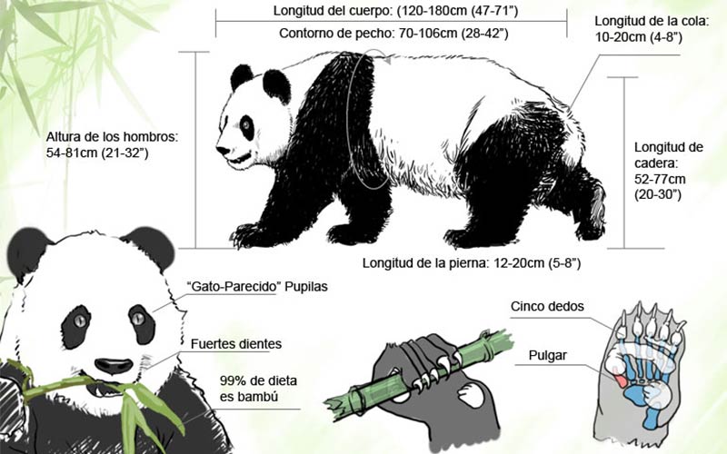 13 Datos Curiosos Del Oso Panda