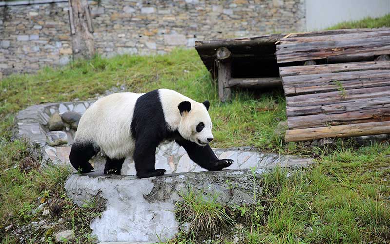 falda Halar de Características del Oso Panda