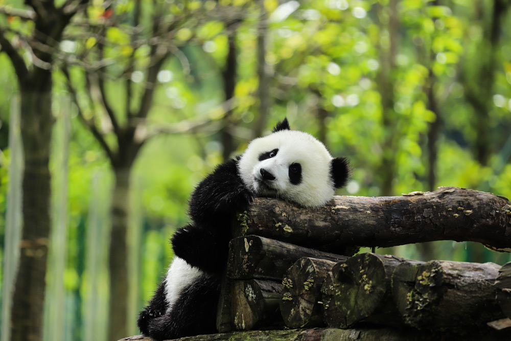 2. Hábitat del oso panda en China