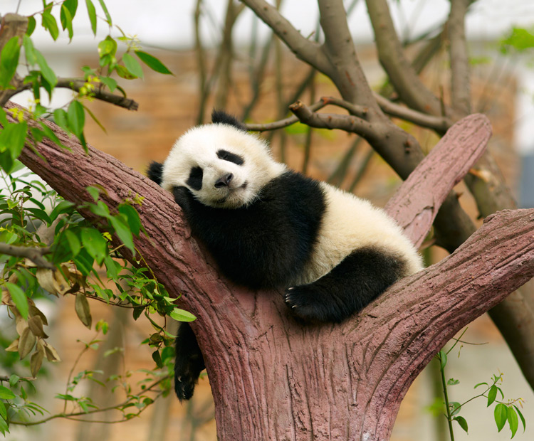 Estribillo pronto Remisión Oso Panda: Cómo es, Dónde vive, Qué come