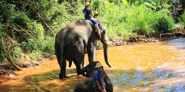 Elefantes de Tailandia