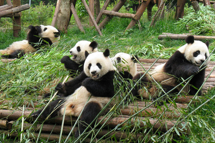 osos panda