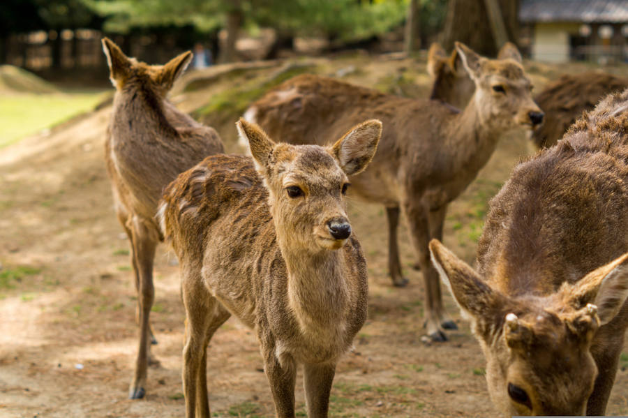 parque de Nara